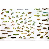 CHART Caterpillars of British Moths 1 and 2, Gordon Riley & David Carter CHART Caterpillars of British Moths 1 and 2, Gordon Riley & David Carter